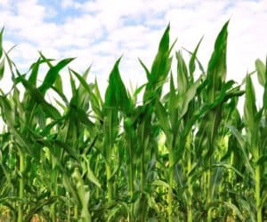 Kukurydza: przedplon ma znaczenie!