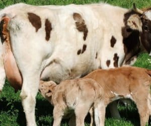 Żywienie jałówek hodowlanych – jak robić to prawidłowo?