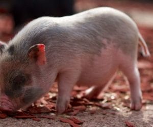 Dlaczego GUS nas sprawdza?