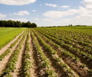 Pro-biotechnologia a&nbsp;rolnictwo