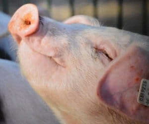 Zgłoszenie przemieszczenia świń objęte nowym prawem