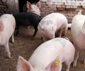 Czerwona strefa objęła dużych hodowców trzody