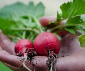 Kiedy sięgnąć po nowalijki?