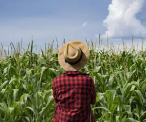 Unijni rolnicy protestują