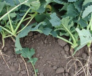 Legalny doping dla serca rośliny: Rooter a&nbsp;system korzeniowy