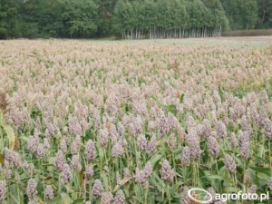 uprawa sorgo na ziarno