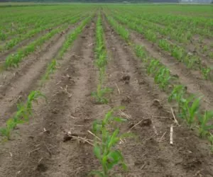 Sorgo- 5&nbsp;zbożem na świecie