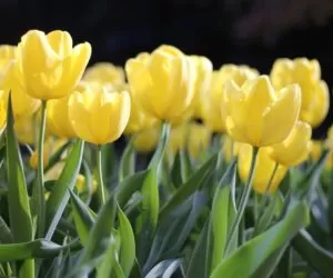 Jaka pogoda czeka nas w&nbsp;święta?