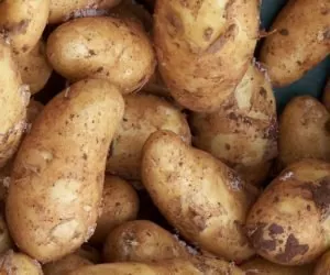 Dużo ziemniaków wczesnych. Ale czy młodych?