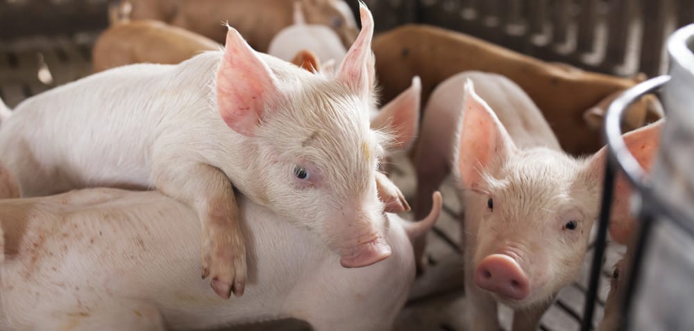 Jakie ceny żywca wieprzowego?