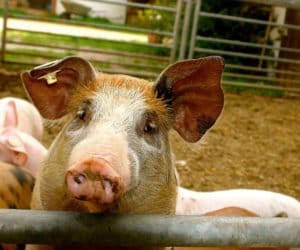 Powstał specjalny zespół ds. trzody chlewnej