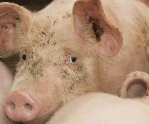 Podlasie prosi rząd o&nbsp;pomoc