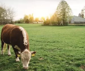 Trwałe użytki zielone: jak ocenić jakośc trawy?