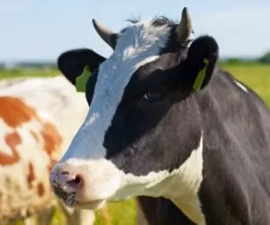 Stymulacja wymienia: sekrecja mleka – praktyczne podstawy