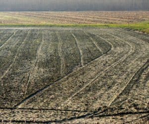 Szacowanie szkód w&nbsp;uprawach rolnych po przymrozkach wiosennych