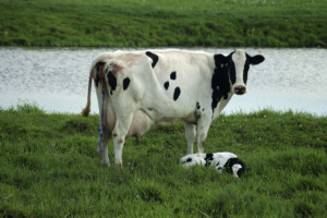 krowa plus