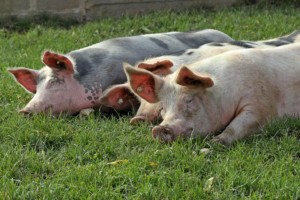 producenci wieprzowiny