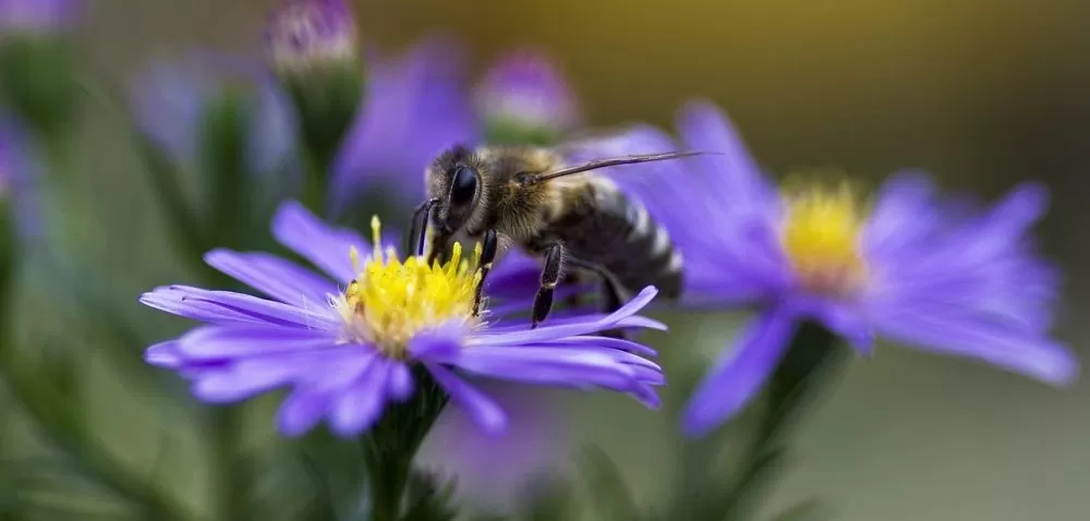 Pszczoły a opryski: kłopoty dla pszczelarzy