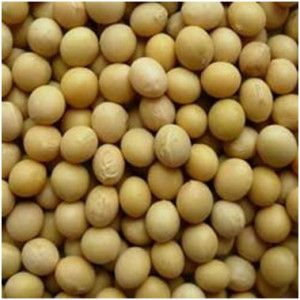 Ziarno bobiku stosowane w żywieniu drobiu.