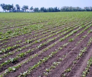 Jakie będą zbiory buraka cukrowego?