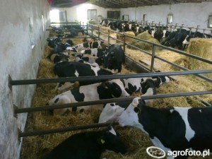 choroba niebieskiego języka