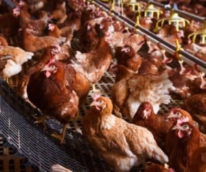 Jak zmniejszyć odór na fermach?