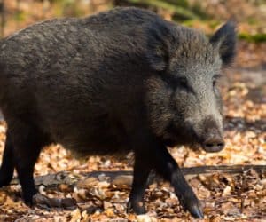 Kolejne 2&nbsp;martwe dziki z&nbsp;ASF