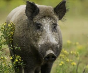 ASF u&nbsp;dzików: gdzie jest ognisko zachorowań?