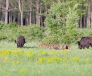 Trwa sanitarny odstrzał dzików