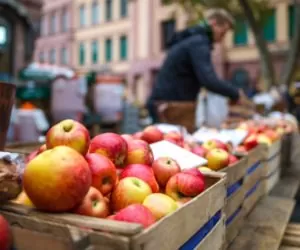 Chłodnie pełne jabłek… złej jakości