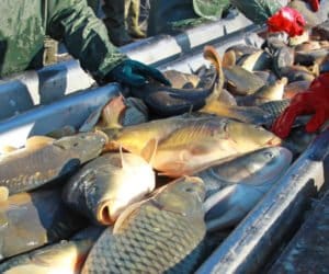 Hodowcy karpi proszą o&nbsp;poparcie!