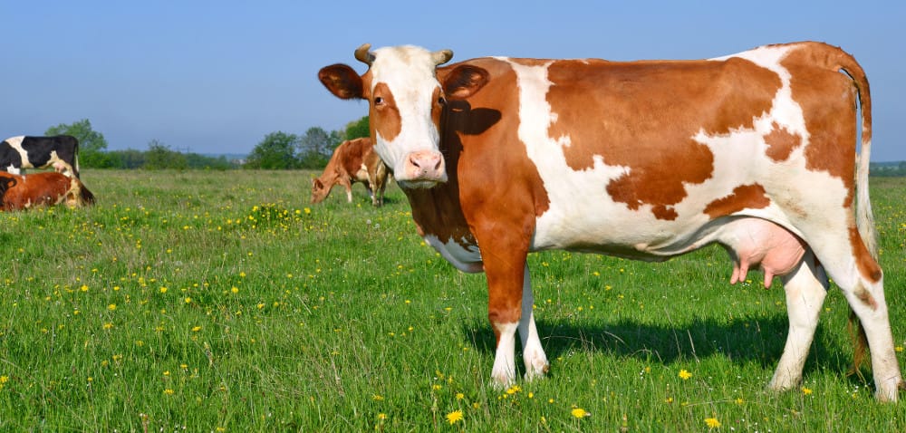 Ceny mleka: czy jest szansa, że mleko zdrożeje?