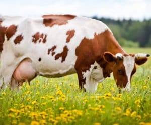 Bydło na wypasie: przygotuj krowy do wyjścia na pastwisko