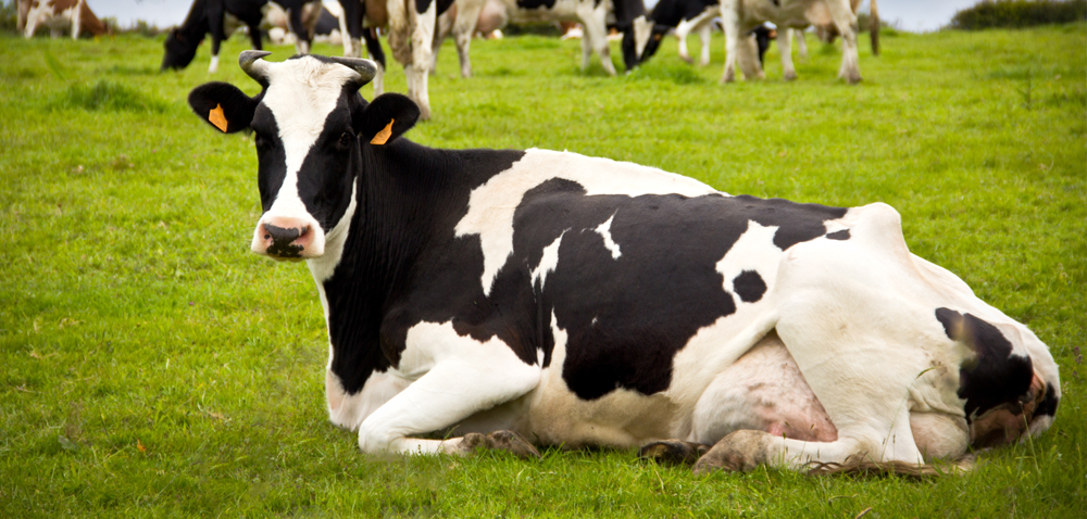 Nielegalny ubój krów – te zmiany mają zakończyć proceder