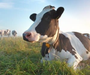 Dlaczego należy dbać o&nbsp;żwacz krów?