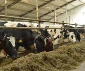Czy można zaoszczędzić na żywieniu krów mlecznych?