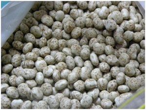 Ziarno łubinu stanowiące źródło białka dla drobiu.