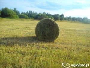 kiszenie w belach