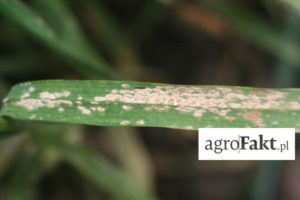 m¦ůczniakprawdziwy