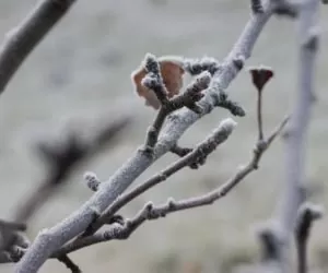 Wiosenne przymrozki: jak pomóc przetrwać sadom?