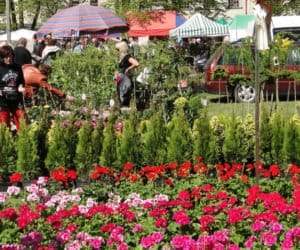 XI Piotrkowskie Targi Ogrodnicze już w&nbsp;niedzielę!