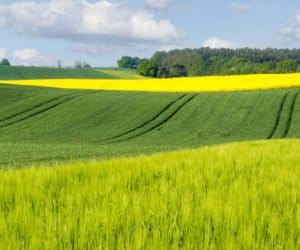 Ochrona roślin: pakiety z&nbsp;gadżetem w&nbsp;środku