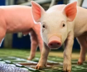 Na czym polega nabieranie odporności czynnej i biernej u prosiąt?