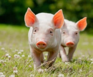 Momenty krytyczne w&nbsp;odchowie prosiąt