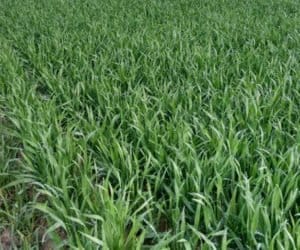 Pszenica: choroby chłodnej i&nbsp;wilgotnej wiosny