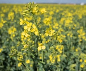 stop chorobom na plantacji rzepaku