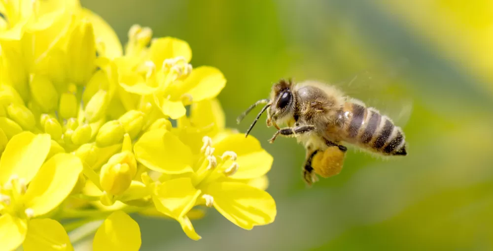 Wiosenna ochrona rzepaku: na co warto zwrócić uwagę?