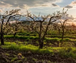 Wiosenne przymrozki zagrażają uprawom owocowym