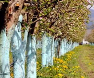 Pułapki feromonowe: przyciągnij feromonem, zabij opryskiem!