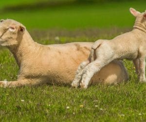 Czy Polsce grozi choroba niebieskiego języka?